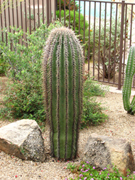 Saguaro-Carnegia Gigantea